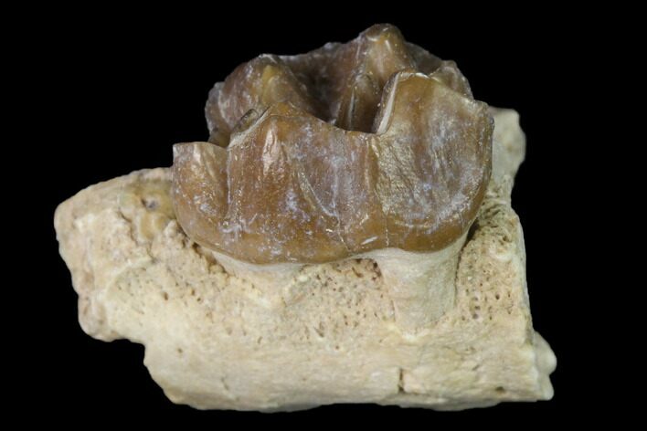 Fossil Horse (Mesohippus) Jaw Section - South Dakota #140881